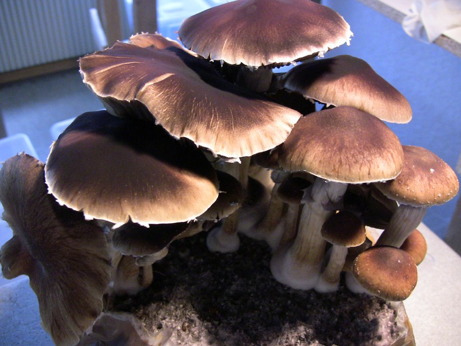 Строфария кубенсис в России