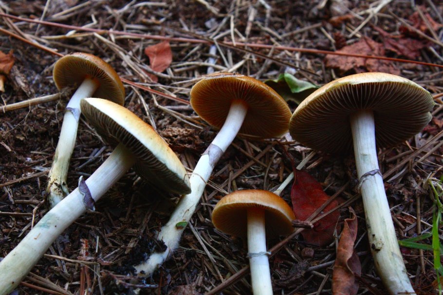 Psilocybe Cubensis — Brazil