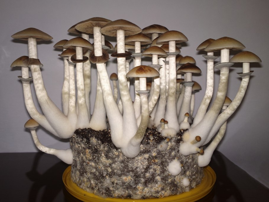 Строфария сине-зелёная рисунок