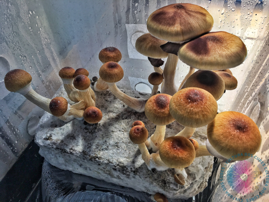 Psilocybe Cubensis ареал