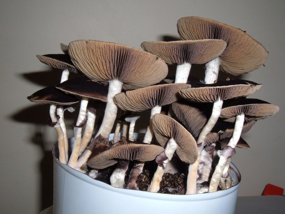 Rusty White Cubensis