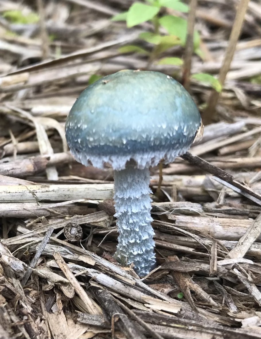 Psilocybe Cubensis сушеные