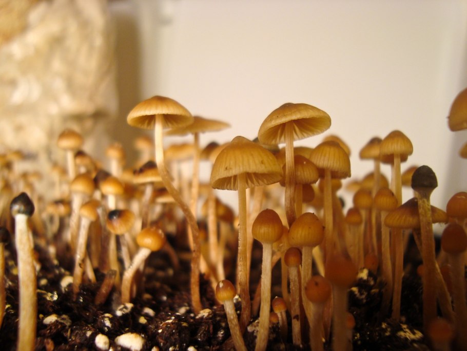 Кубенсис мексикана