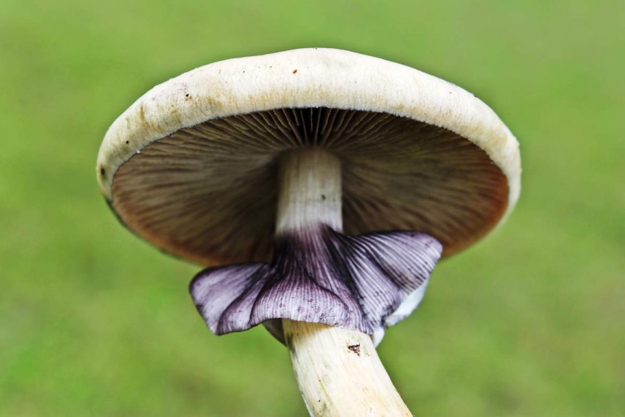 Stropharia Cubensis грибы