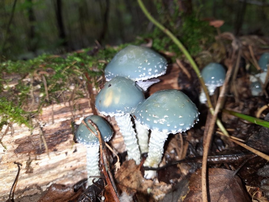 Cubensis Psilocybe Spore