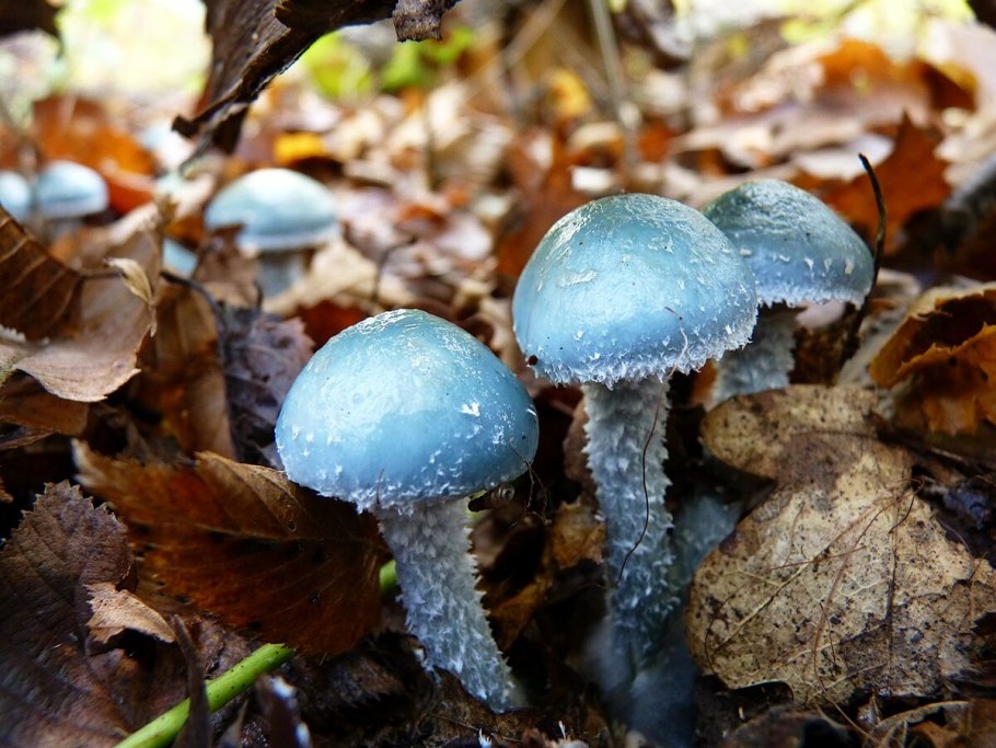 Кубенсисы картинки