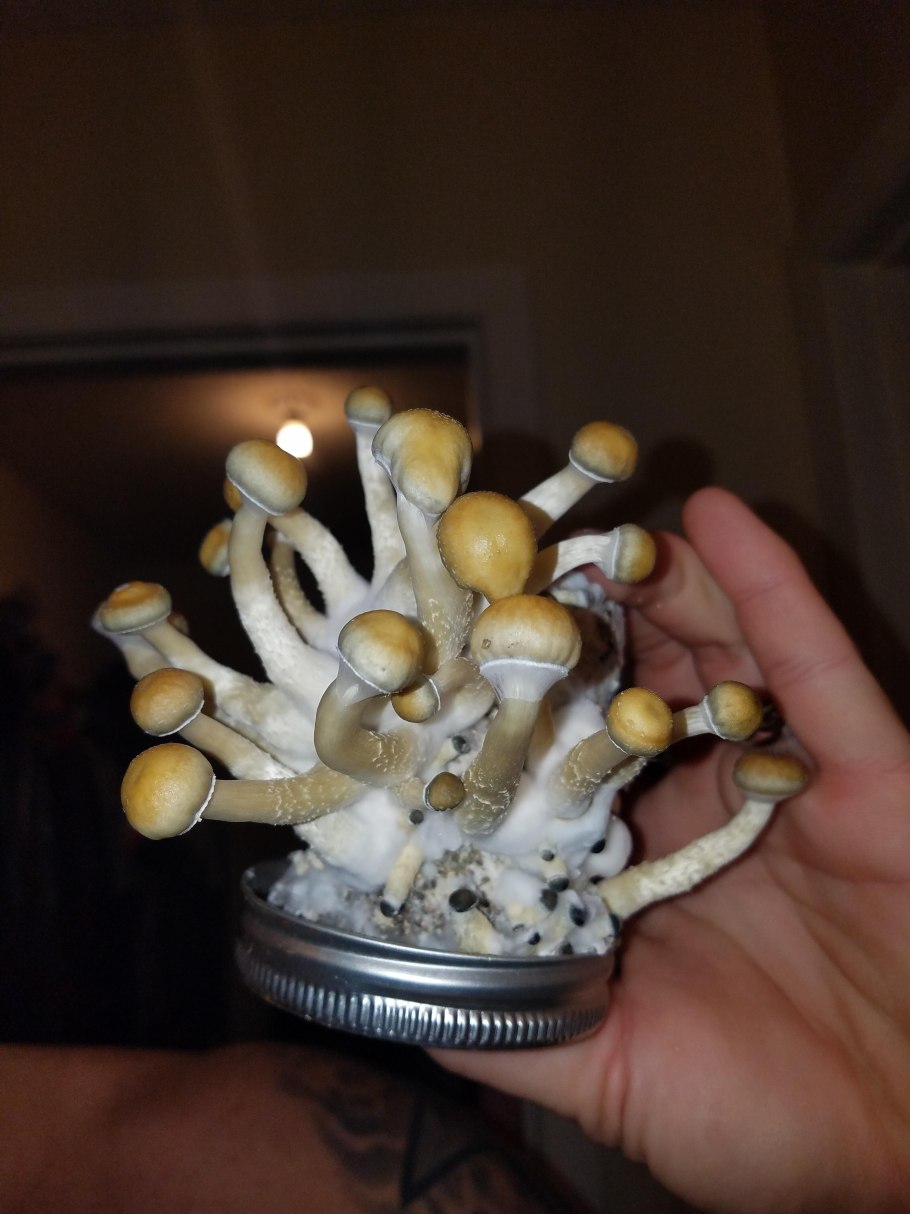 Псилоцибе кубенсис