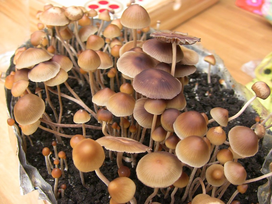 Кубенсис мексикана