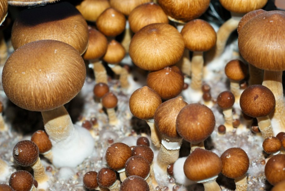 Psilocybe Panaeolus монотуб