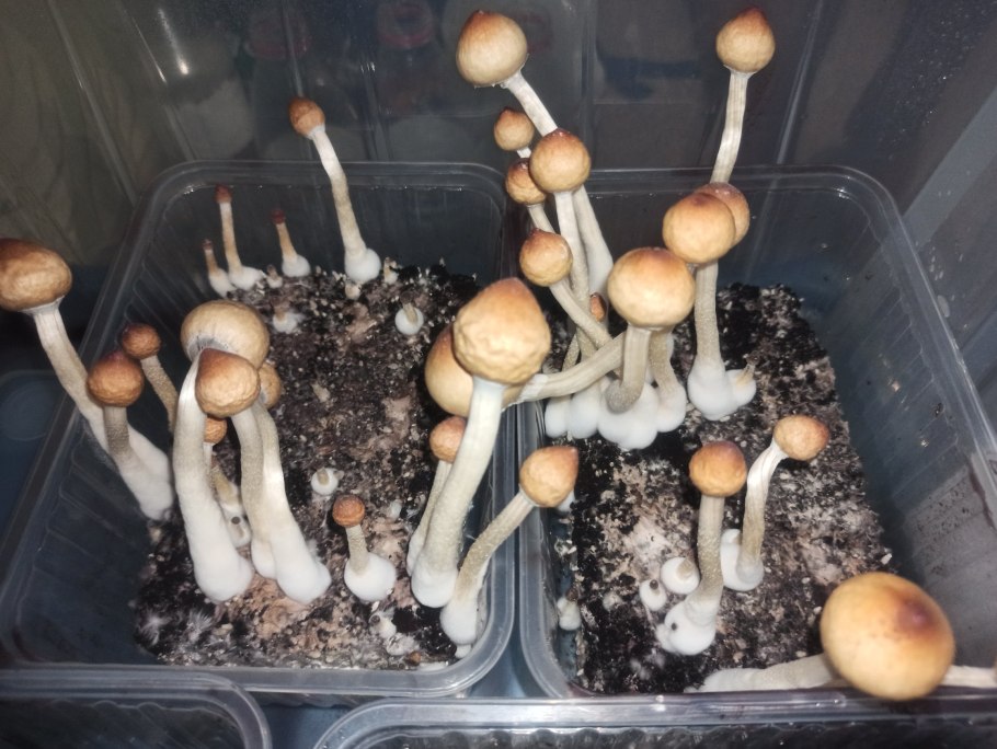 Псилоцибе кубенсис кейки