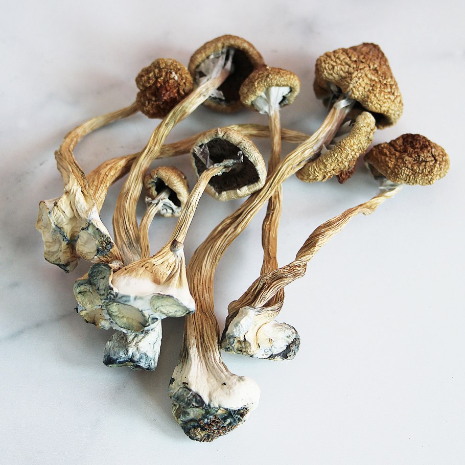 Psilocybe Cubensis в лесу