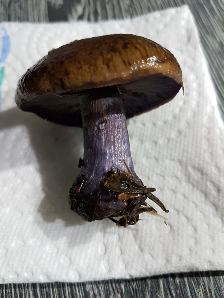 Паутинник багряный Cortinarius PURPURASCENS