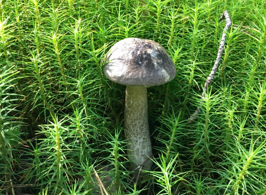 Подберезовик черноголовик