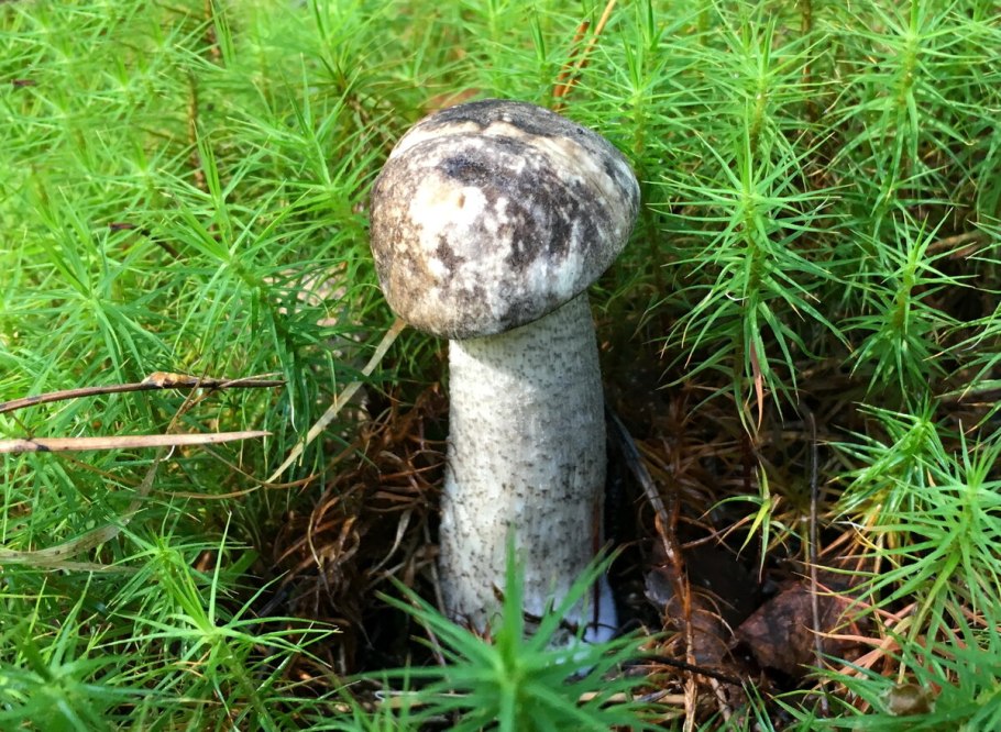 Подосиновик черноголовик