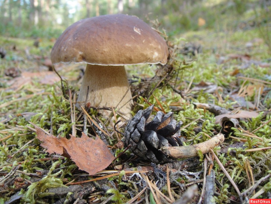 Черноголовки грибы