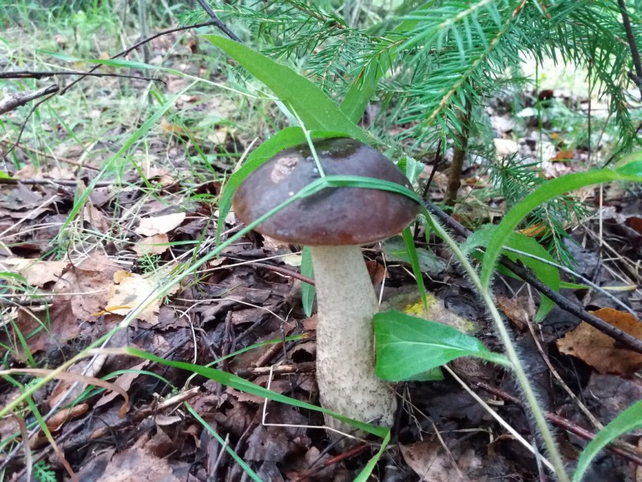 Подберезовик черноголовик