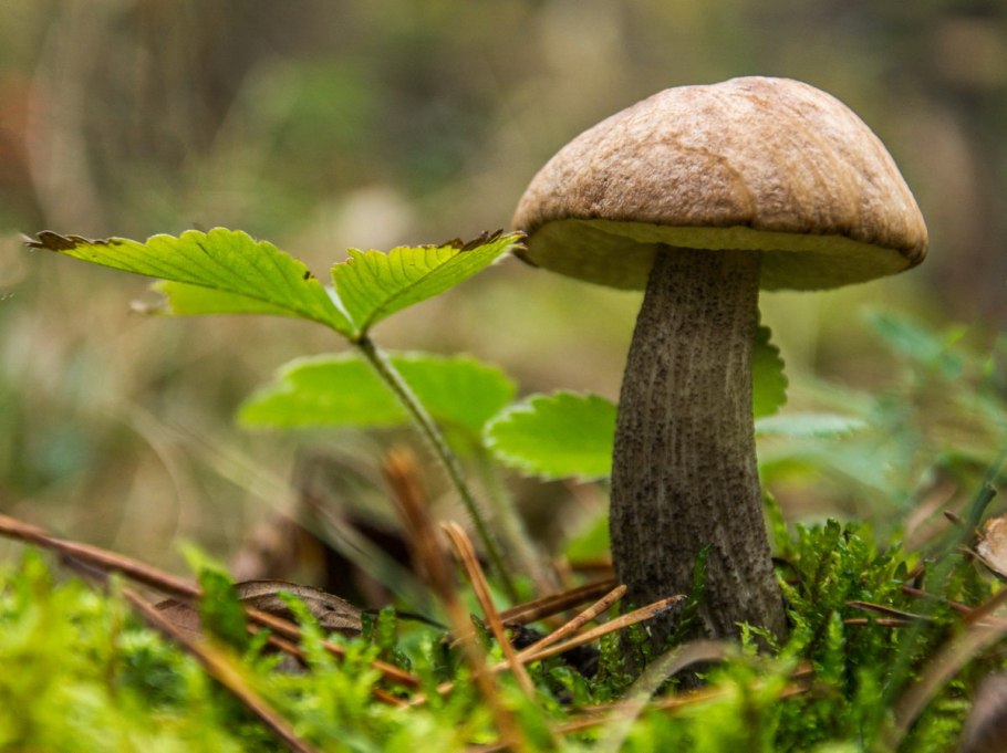 Гриб подберезовик