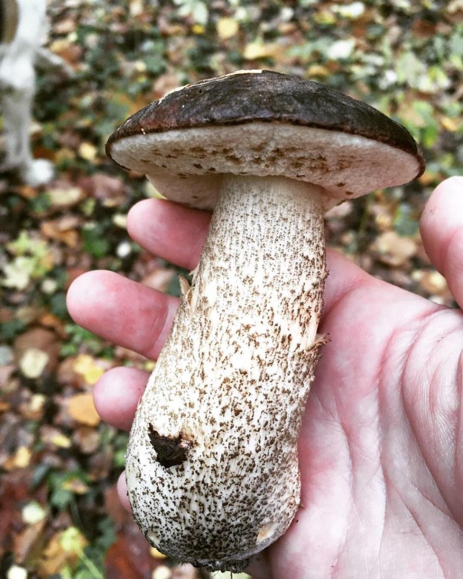 Обабок и подосиновик