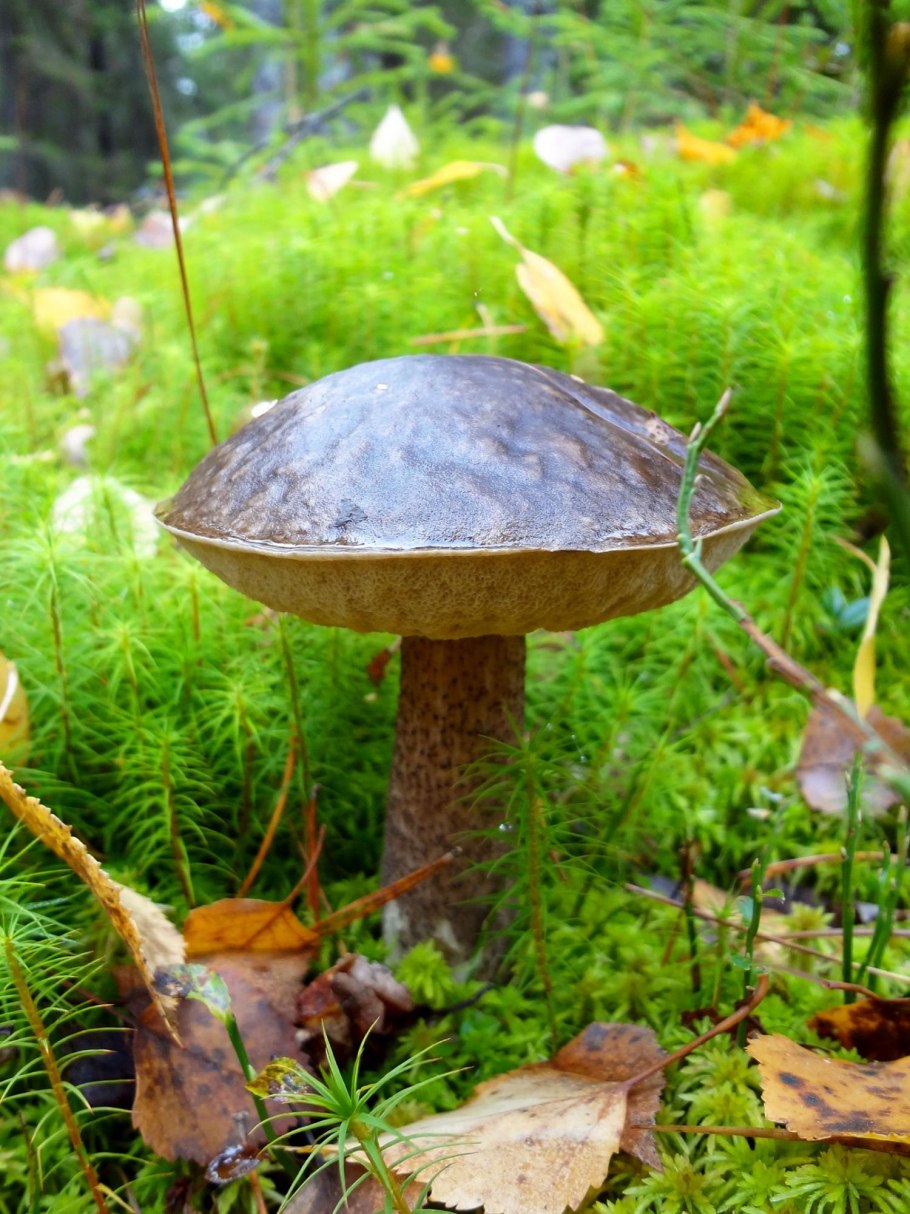 Подберёзовик чёрный