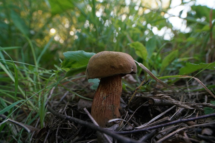 Дубовик оливково бурый