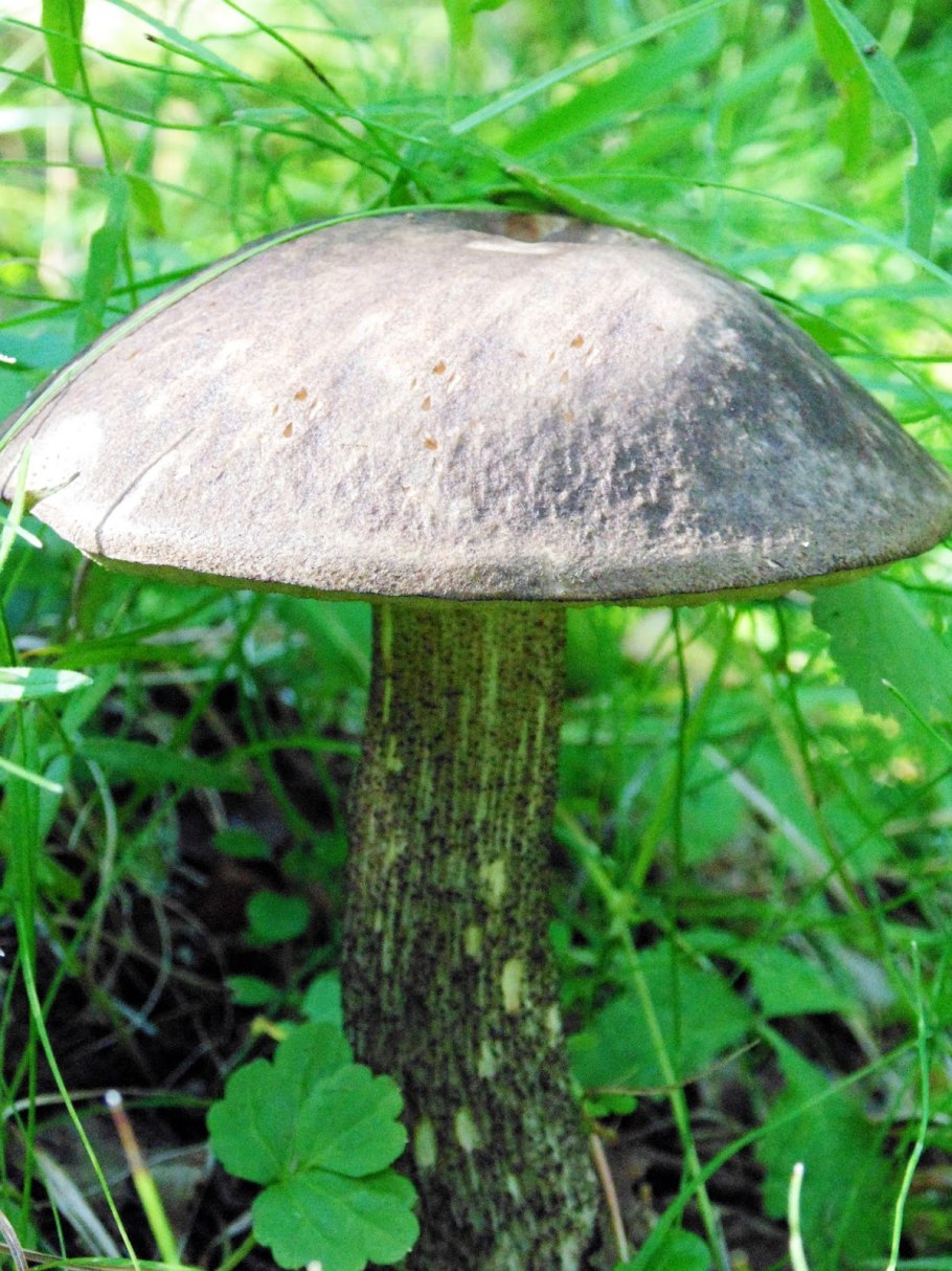 Подберезовик черноголовик