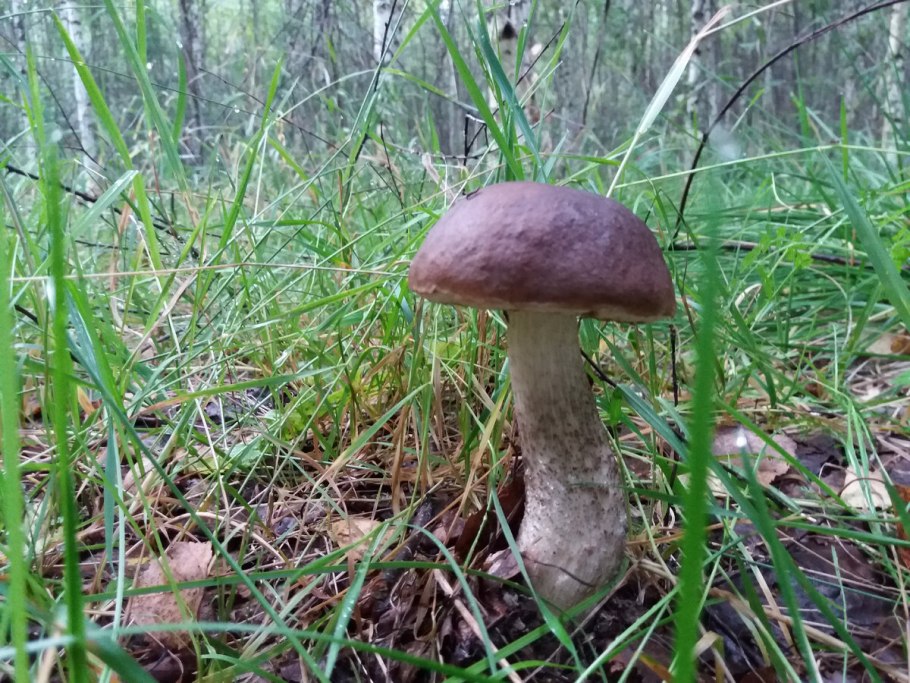 Черноголовики грибы в лесу