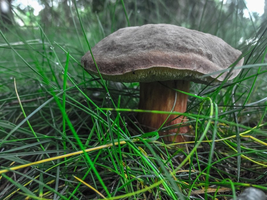 Подберезовик лесов Карелии