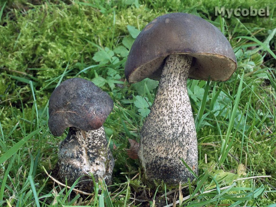 Подберезовик черноголовик