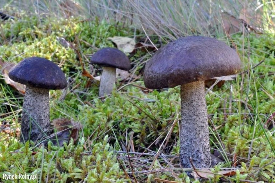 Гладыш подберезовик сыроежка моховик Дубо