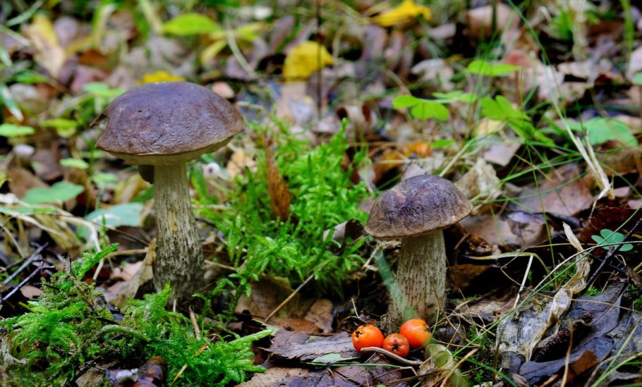 Березовик розовеющий