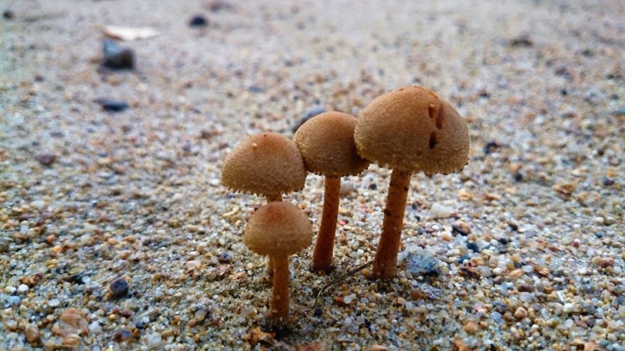 Psathyrella Aquatica гриб