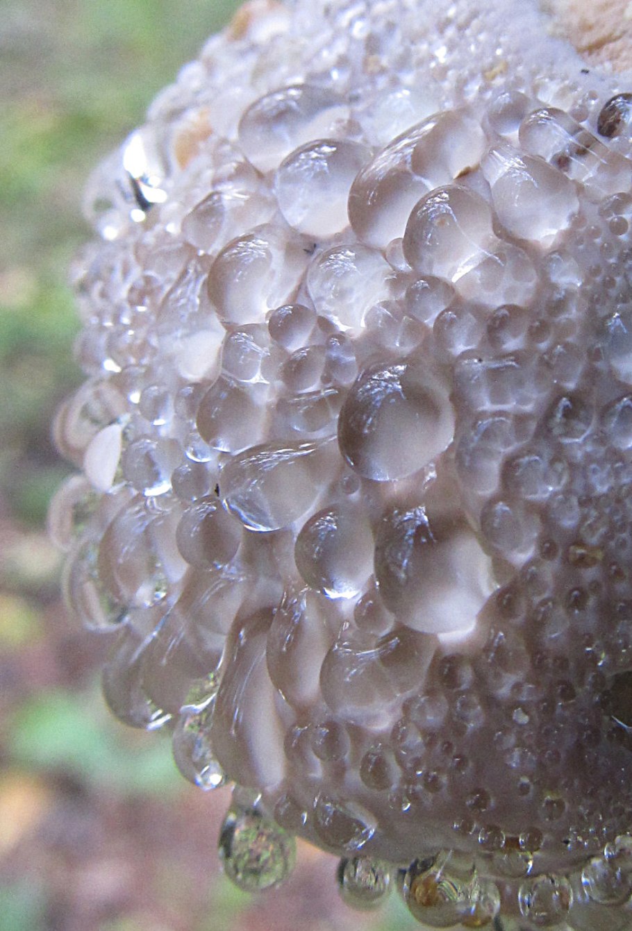 Подводный гриб