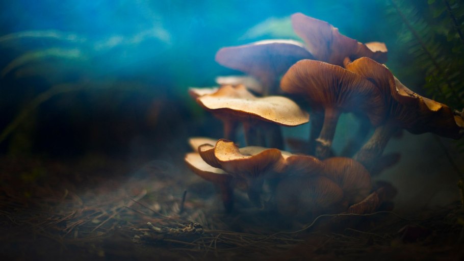 Улитка на грибе