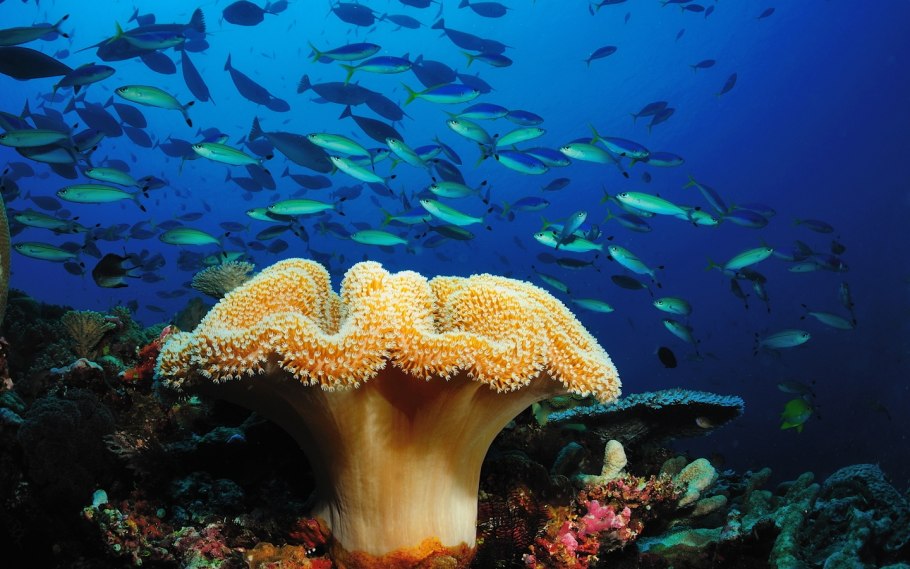 Водяной гриб