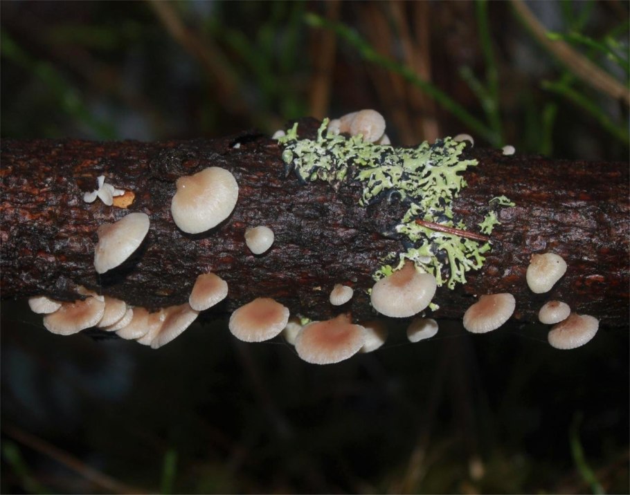 Голубая Мицена