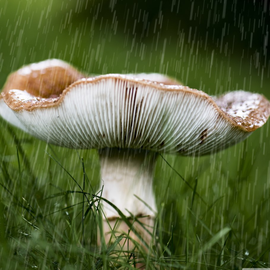 Подводный гриб