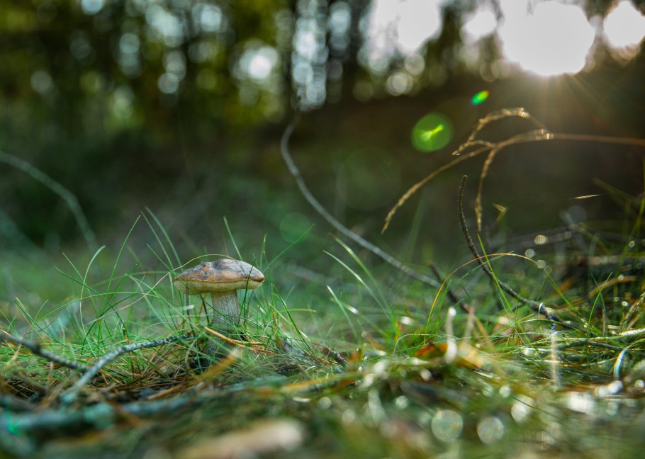 Гриб миксомицет