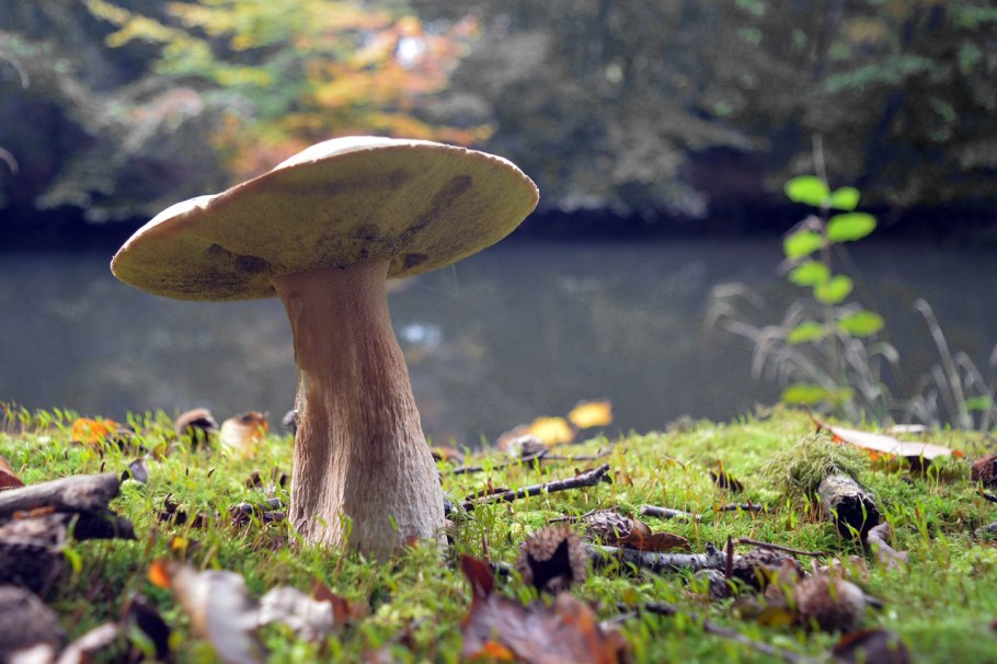 Коралл морской гребешок