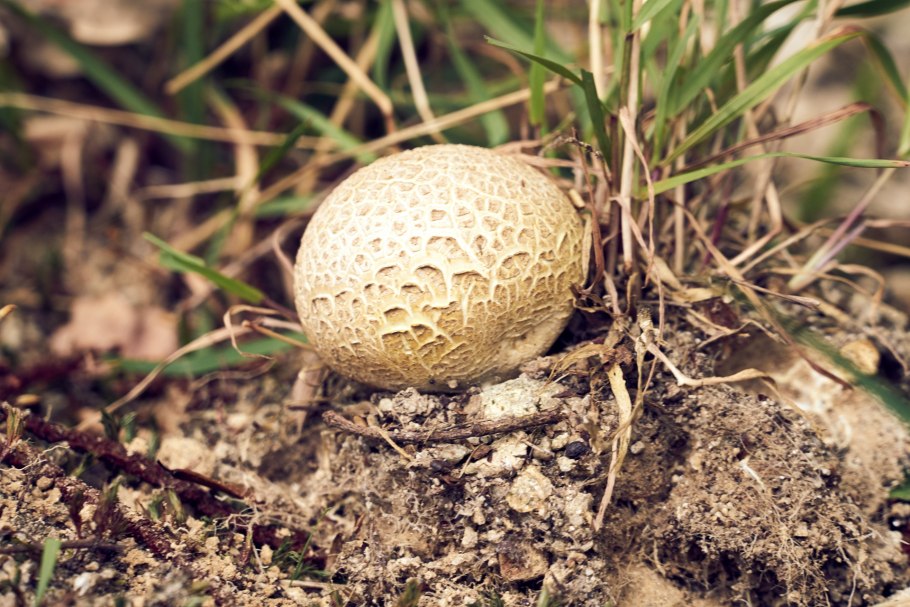 Грибы Эстетика