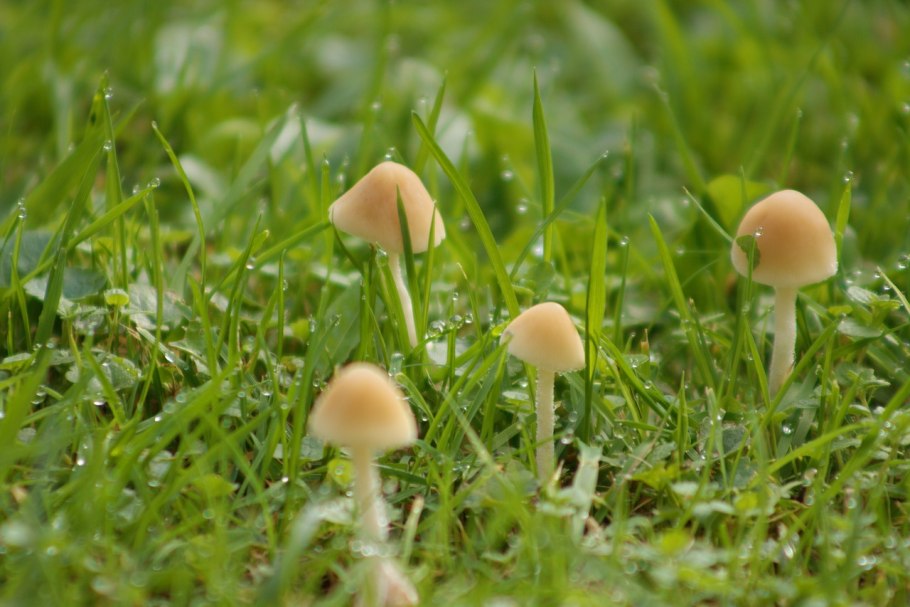 Грибы растущие в городе