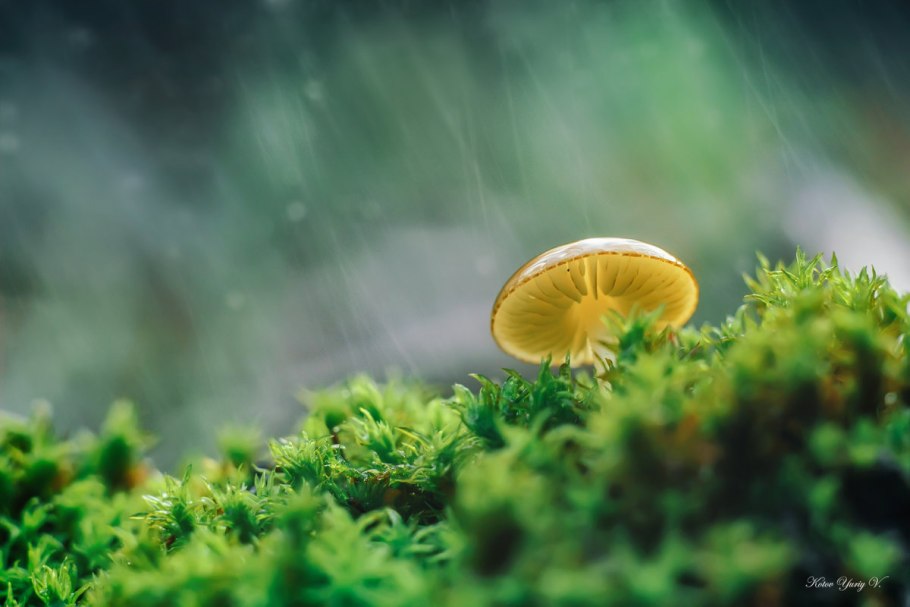 Мицена (Mycena interrupta)