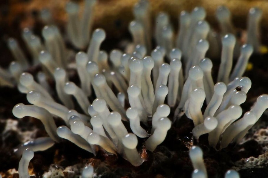 Пятнистый гриб