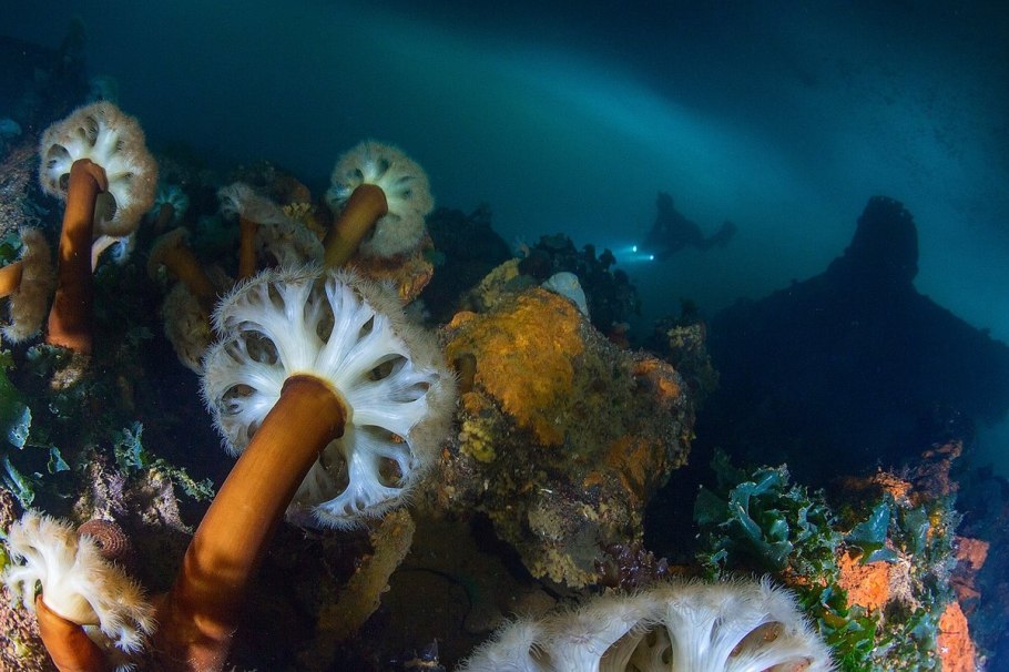 Грибы обитающие в воде