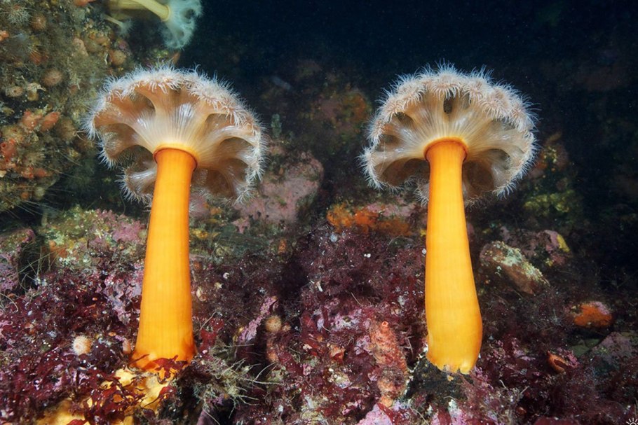 Актиния Охотское море