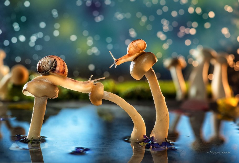 Грибы обитающие в воде