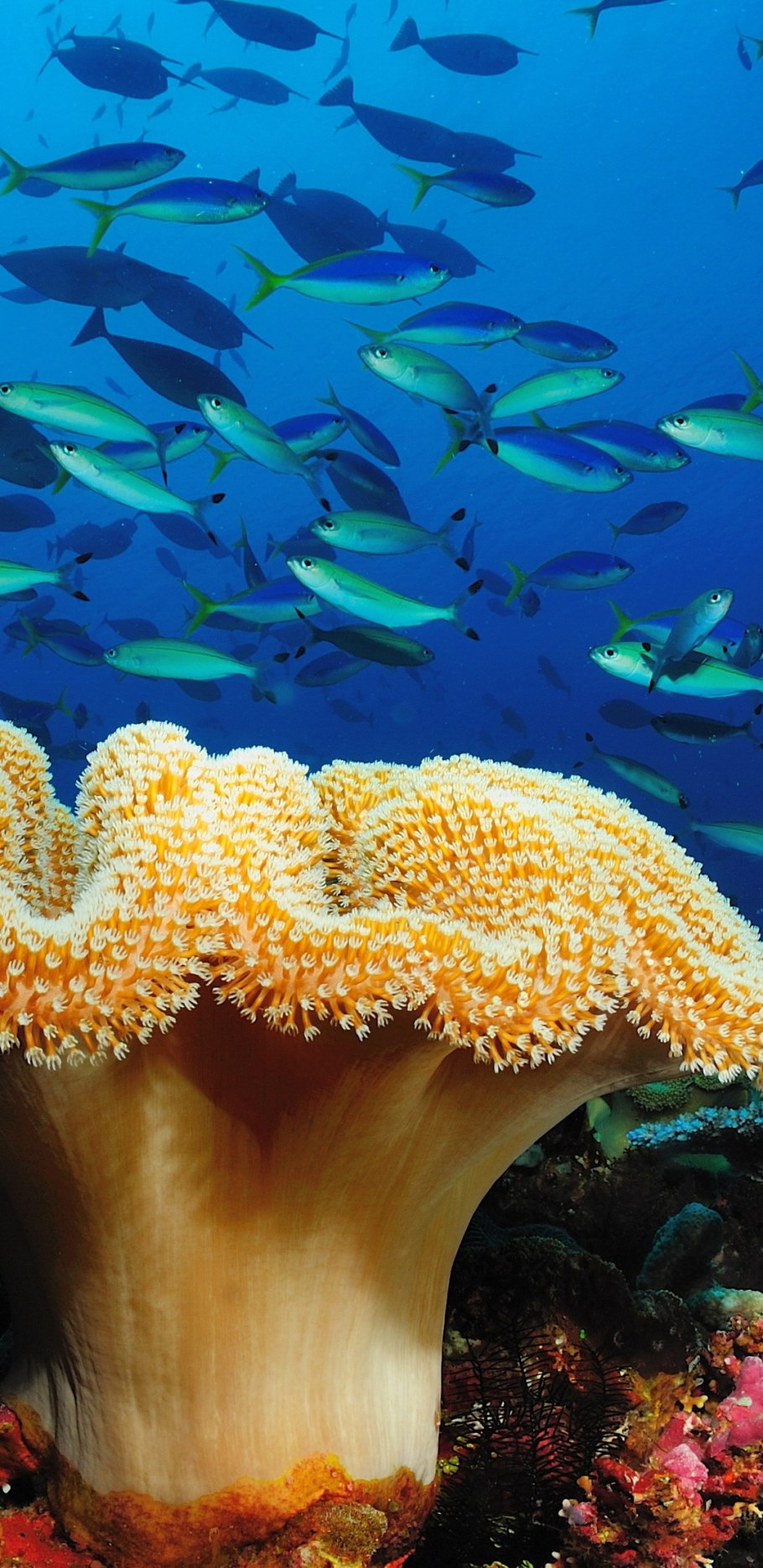 Гриб Снеговик