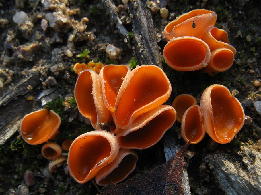 Мраморный мухомор