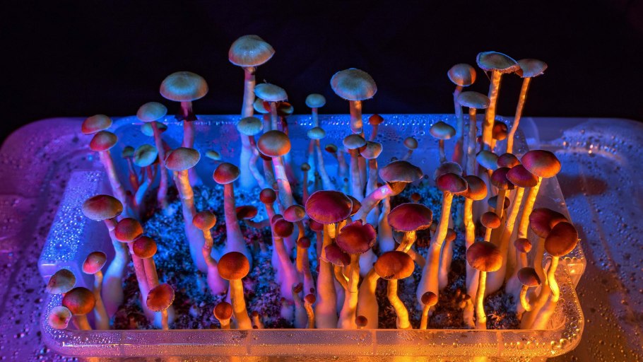 Слизевик плазмодий