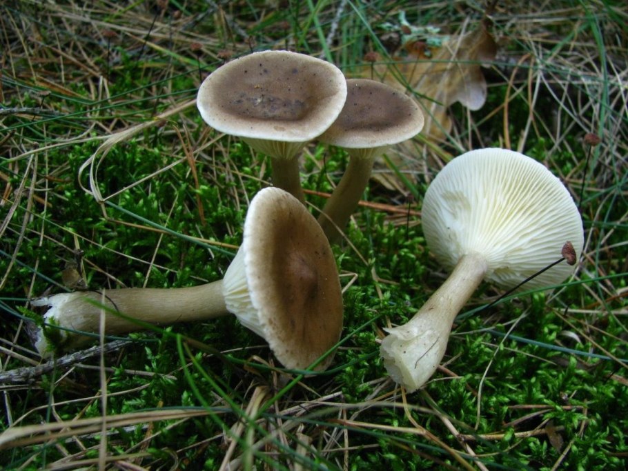 Говорушка булавоногая Ampulloclitocybe clavipes