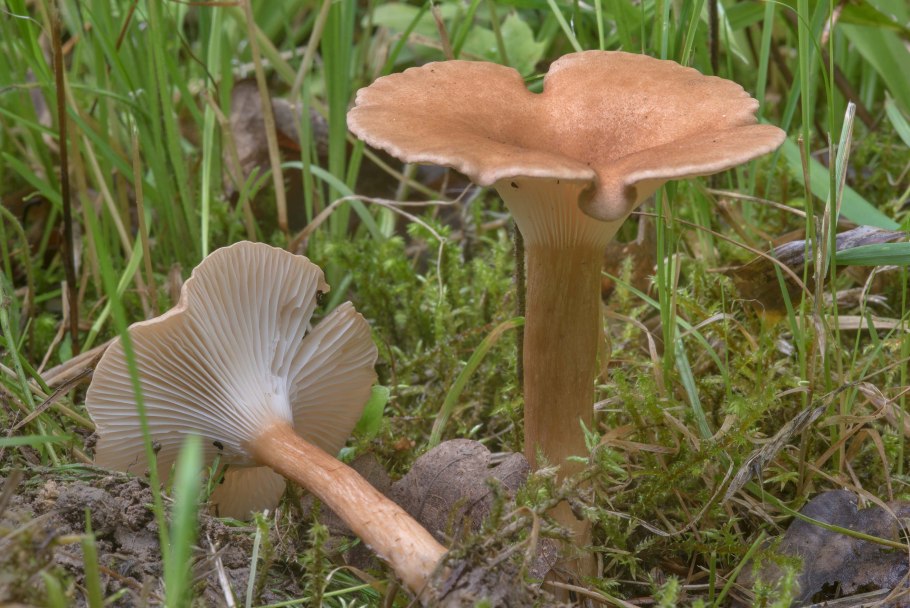 Говорушка ворончатая clitocybe gibba